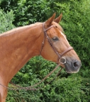 Guibert Paris - Rênes bredies cuir tressé gold porté cheval